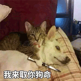 猫