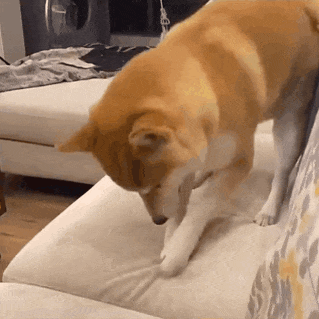 萌宠 狗狗 抓 呆萌 可爱
