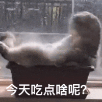 萌宠 猫咪 今天吃点啥呢 呆萌 可爱