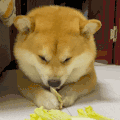 萌宠 狗狗 吃 呆萌 可爱