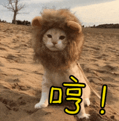 猫咪生气哼伪装狮子搞笑gif动图