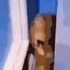 萌宠 猫咪 哭 呆萌 可爱