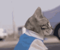 萌宠 猫咪 好奇 呆萌 可爱