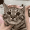 萌宠 猫咪 捏脸 呆萌 可爱