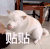 萌宠 狗狗 贴贴 呆萌 可爱