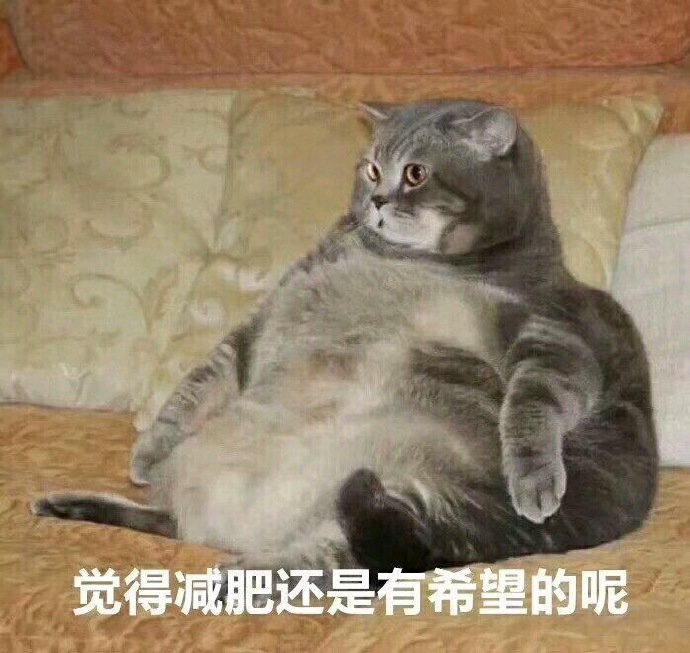 猫咪减肥表情包图片