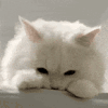 萌宠 猫咪 看你 呆萌 可爱