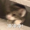 萌宠 猫星人 冲冲冲 加油 搞怪 呆萌