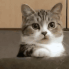 萌宠 猫咪 无辜 呆萌 可爱