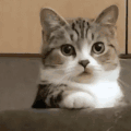 萌宠 猫咪 无辜 呆萌 可爱