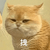 萌宠 猫咪 拽 呆萌 可爱