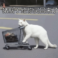 萌宠 猫咪 猪脑子给你买回来了 呆萌 可爱