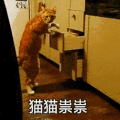 萌宠 猫咪 猫猫祟祟 呆萌 可爱