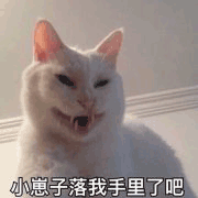 沙雕猫