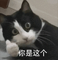 萌宠 猫咪 你是这个 呆萌 可爱