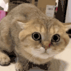 萌宠 猫咪 惊讶 呆萌 可爱