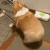 萌宠 狗狗 摇 呆萌 可爱