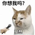 萌宠 猫咪 你想我吗冥想 呆萌 可爱