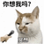 萌宠 猫咪 你想我吗冥想 呆萌 可爱