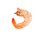 萌宠 猫咪 虾 呆萌 可爱