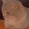 萌宠 猫咪 生气 呆萌 可爱