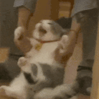 萌宠 猫咪 走了 呆萌 可爱