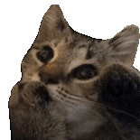 猫咪 可爱 搞怪 沙雕