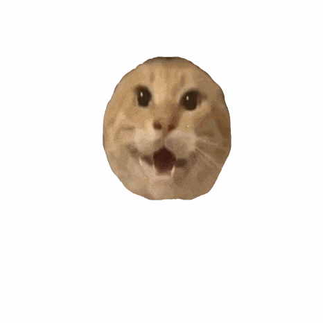耄耋 猫咪 可爱 搞怪 哈基米