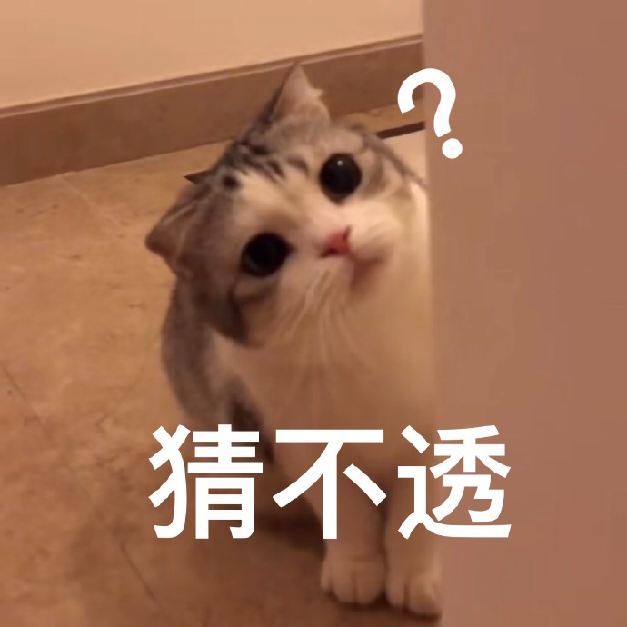 萌宠喵星人猜不透不懂搞怪逗gif动图_动态图_表情包下载_soogif