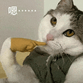 萌宠 猫咪 嗯 呆萌 可爱