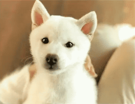 白色狗狗乐的表情包图片