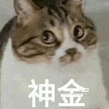 萌宠 猫咪 神金 呆萌 可爱