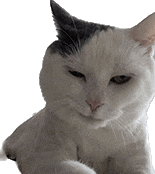 萌宠 猫咪 开心 呆萌 可爱