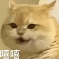 萌宠 猫咪 嘻嘻 呆萌 可爱