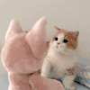 萌宠 猫咪 打你 呆萌 可爱
