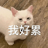 萌宠 猫咪 我好累 呆萌 可爱