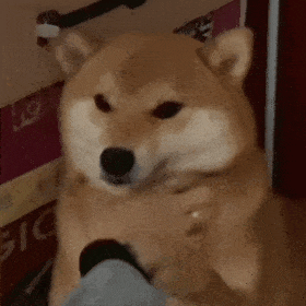 萌宠 狗狗 抓 呆萌 可爱