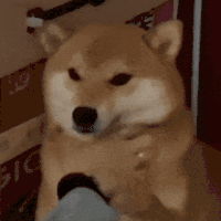 萌宠 狗狗 抓 呆萌 可爱