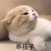 萌宠 猫星人 乖孩子 开心 呆萌 可爱