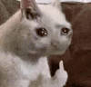 萌宠 猫咪 哭 呆萌 可爱