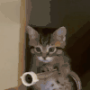 萌宠 猫咪 灭火 呆萌 可爱