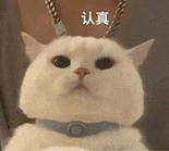 萌宠 猫咪 认真 呆萌 可爱