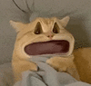 萌宠 猫咪 吃惊 呆萌 可爱