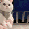 萌宠 猫咪 花 呆萌 可爱