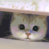 萌宠 猫咪 看 呆萌 可爱