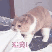 沙雕猫