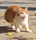 萌宠 猫咪 生气 呆萌 可爱