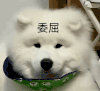 萌宠 狗狗 委屈 呆萌 可爱