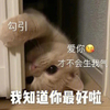 萌宠 猫星人 勾引 我知道你最好啦 搞怪 呆萌