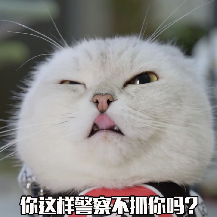 猫猫警察表情包图片